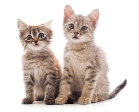 Two small kittens isolated on a white background.の写真素材