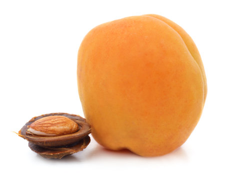 Apricot and bone isolated on a white background.の写真素材