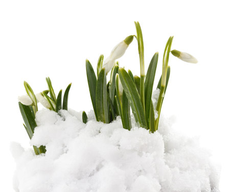 Germinating leaves snowdrops isolated on white background.の写真素材