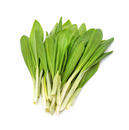 Fresh ramson leaves isolated on a white background.の写真素材