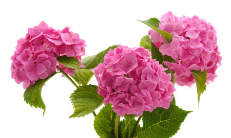 Pink hydrangea with leaves isolated on a white background.の写真素材