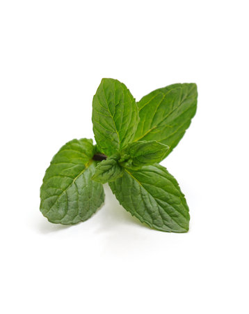 Leaves of green mint isolated on a white background.の写真素材