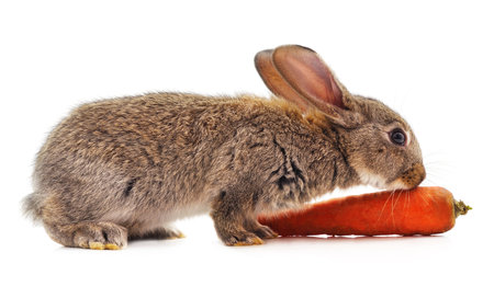 Rabbit and carrot isolated on a white background.の写真素材