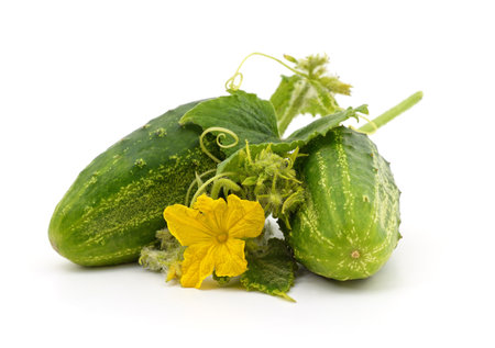 One cucumber with flower and leaf isolated on a white background.の写真素材