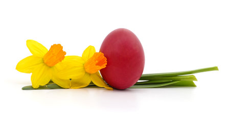 Yellow daffodil and Easter egg isolated on a white background.の写真素材
