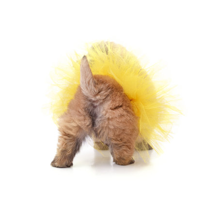 Funny puppy in a skirt isolated on a white background.の写真素材
