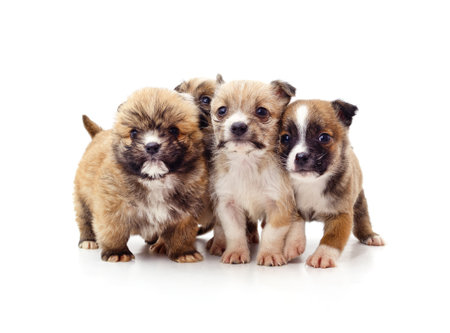 Group little puppies isolated on a white background.の写真素材