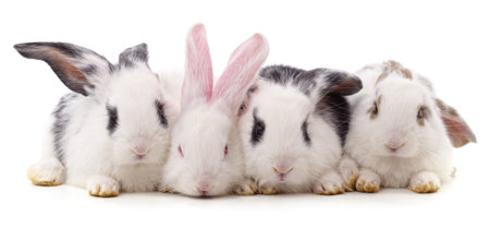 Four beautiful rabbits isolated on a white background.の写真素材