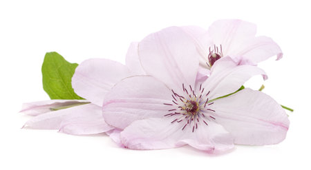 Climate purple flowers isolated on a white background.の写真素材