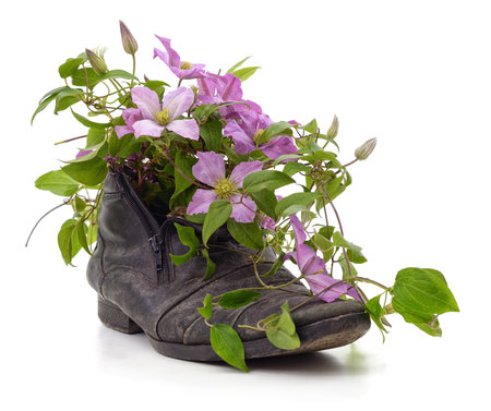 Old shoe with clematis flowers isolated on a white background.の写真素材