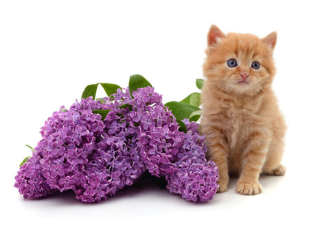 Kitten and purple lilac isolated on a white background.の写真素材