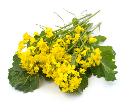 Bunch of yellow rapeseed isolated on a white background.の写真素材