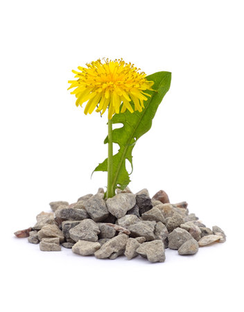 Sprouting dandelion with gravel isolated on a white background.の写真素材