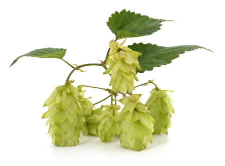 Green fresh hop isolated on a white background.の写真素材