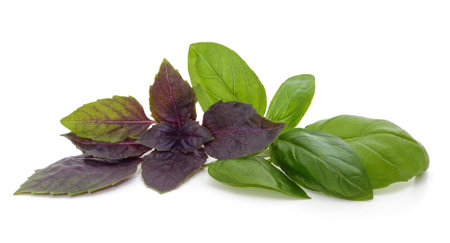 Branch with basil leaves isolated on white background.の写真素材