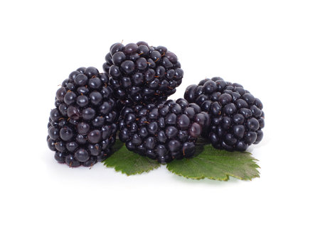 Wild blackberries with leaves isolated on a white background.の写真素材