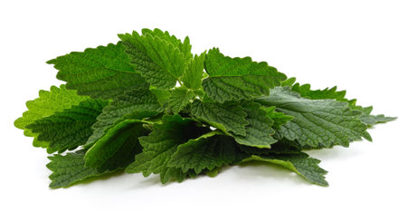 Green nettle bush isolated on a white background.の写真素材