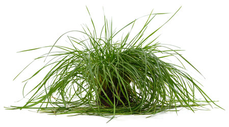 Soil with grass isolated on white background.の写真素材