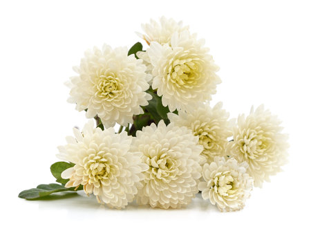 Bouquet of white chrysanthemums isolated on a white background.の写真素材