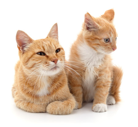 Red cat and kitten isolated on a white background.の写真素材