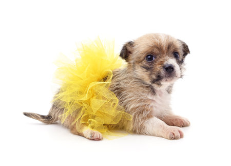Puppy in a yellow skirt isolated on a white background.の写真素材