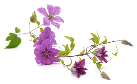 Purple clematis and leaves isolated on a white background.の写真素材