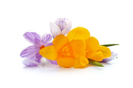 Group of spring crocuses isolated on a white background.の写真素材