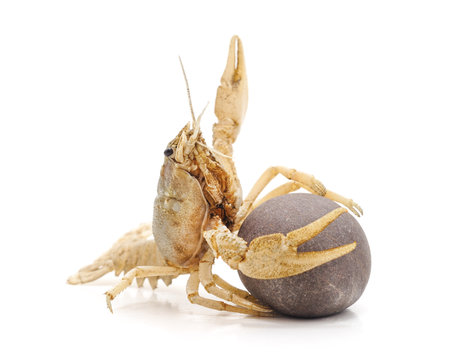 White crayfish on the stone isolated on a white background.の写真素材