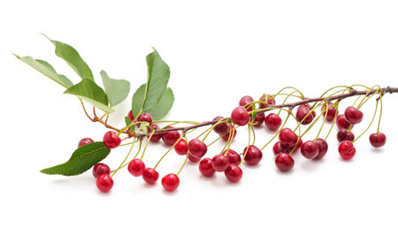 Cherries on a branch isolated on a white background.の写真素材