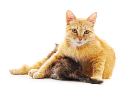 Mother cat feeding a kitten isolated on a white background.の写真素材