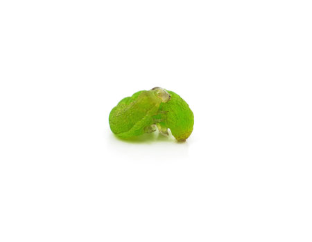 One green caterpillar isolated on a white background.の写真素材