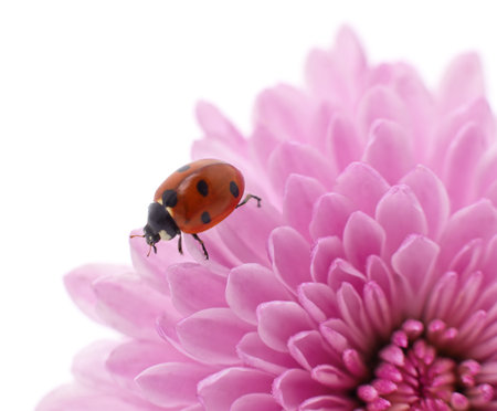 Ladybug on a pink chrysanthemum isolated on a white background.の写真素材