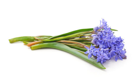 Bouquet of blue primrose isolated on a white background.の写真素材
