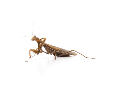Large brown mantis isolated on a white background.の写真素材