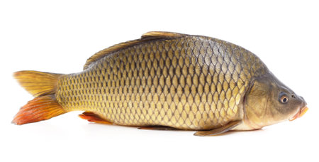 Big fresh carp isolated on a white background.の写真素材