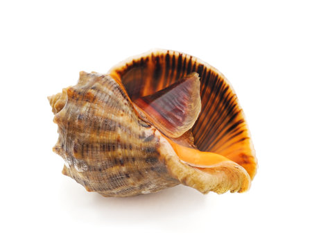 One fresh rapan isolated on a white background.の写真素材