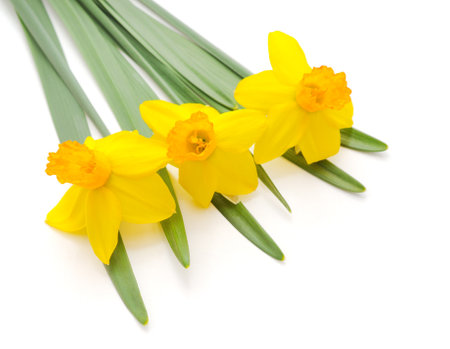 Bouquet of yellow daffodils isolatedの写真素材