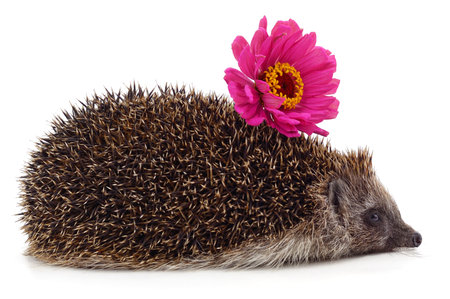 Hedgehog with flower isolated on a white background.の写真素材