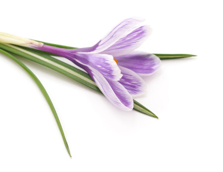One purple crocus isolated on a white background.の写真素材