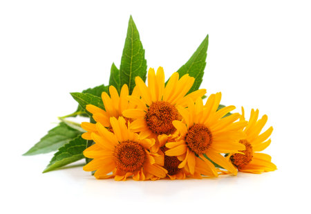 Bouquet of yellow chamomile isolated on a white background.の写真素材
