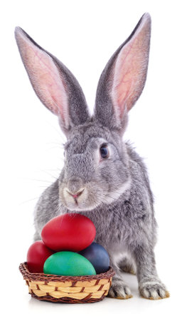 Easter bunny with colored eggs in the basket isolated on a white background.の写真素材