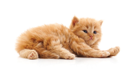 Small kitty that lies isolated on a white background.の写真素材