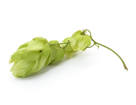 Green fresh hop isolated on a white background.の写真素材