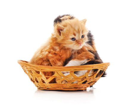 Kittens in a basket isolated on a white background.の写真素材