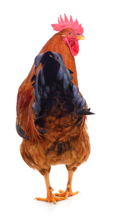 The tail of a red rooster isolated on a white background.の写真素材