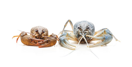 Two colored crayfish isolated on a white background.の写真素材