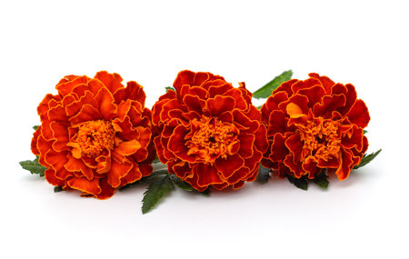 Three orange marigolds isolated on a white background.の写真素材