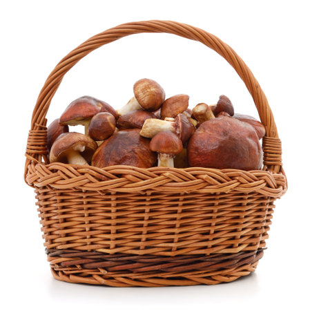 Basket with mushrooms isolated on a white background.の写真素材