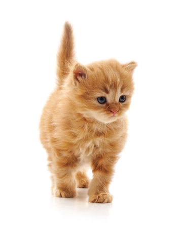 One brown kitten isolated on a white background.の写真素材