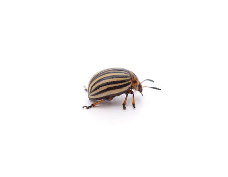 One Colorado potato beetle isolated on a white background.の写真素材